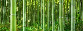 Бамбуковый лес сагано япония