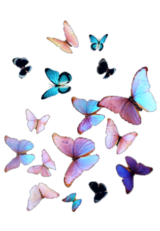 Много бабочек