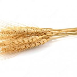 Ячмень и пшеница