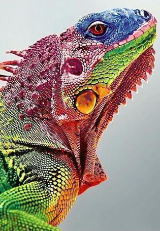 Разноцветная игуана
