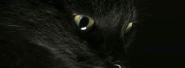Черный кот на темном фоне