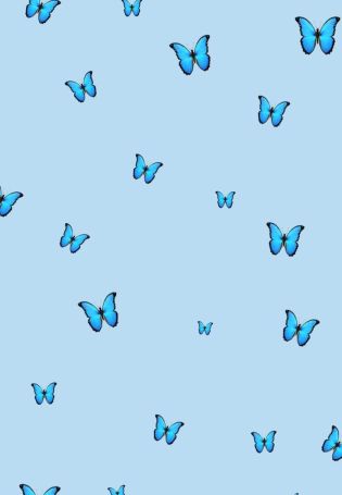 Голубые бабочки обои