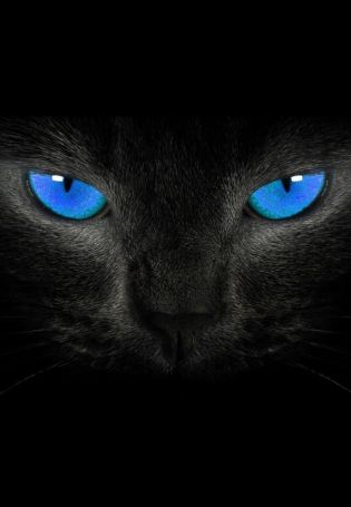 Черная кошка с голубыми глазами