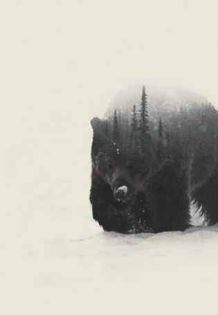 Гравировка медведь