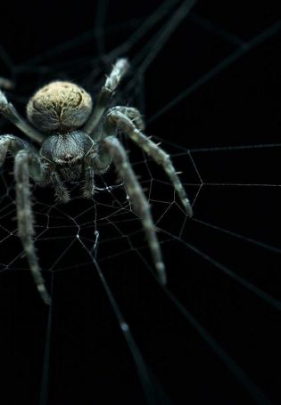 Злой паук