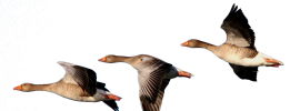 Танцующие гуси