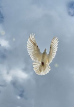 Летающий голубь