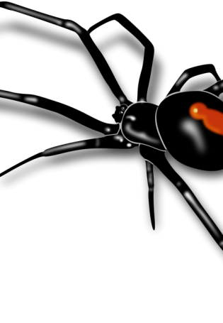 Каракурт паук