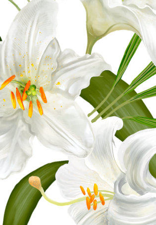 Белая лилия цветок