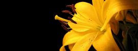 Могильная лилия цветок