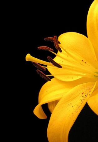 Могильная лилия цветок