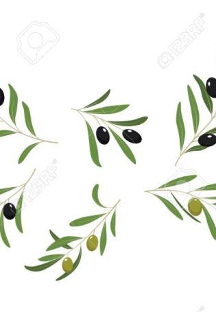 Оливковая ветка