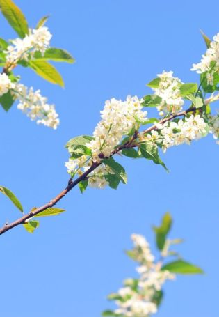 Ветка цветущей черемухи
