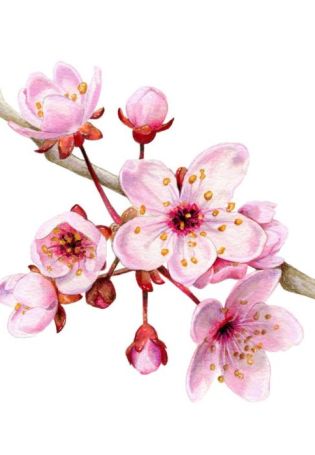 Цветы вишни акварель