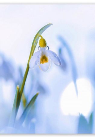 Голубенький чистый подснежник цветок
