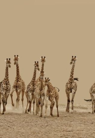 Жираф в африке