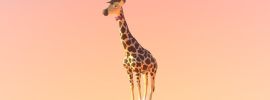 Веселый жираф