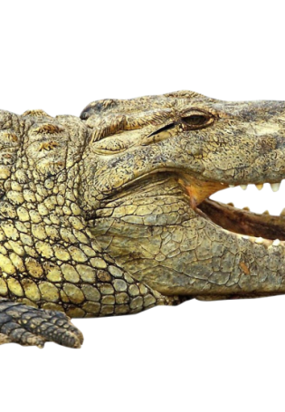 Крокодил сбоку