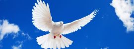 Белый голубь мира