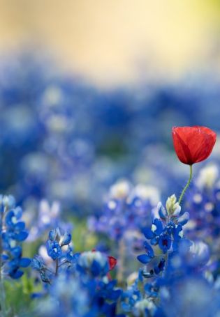 Красно синие цветы