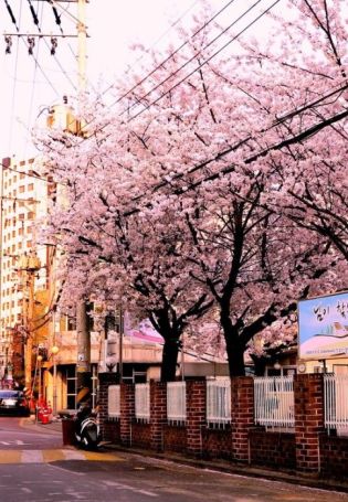 Сеул цветение сакуры