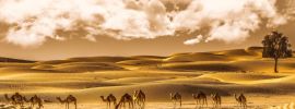 Пустыня каракум