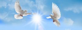 Белый голубь в полете