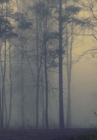 Сосны в тумане