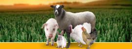 Сельское хозяйство животноводство