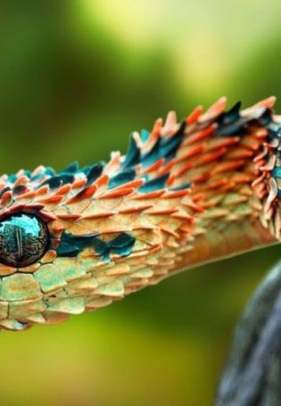 Змея скоропея