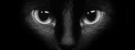 Глаза кота в темноте
