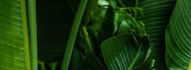 Банановые листья фон