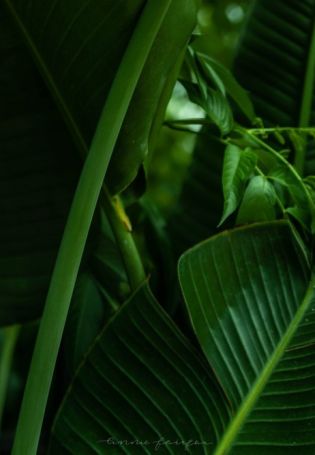 Банановые листья фон