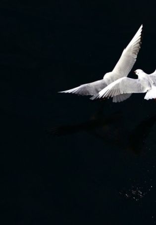 Белый голубь с черными крыльями