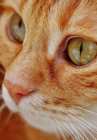Рыжий кот с зелеными глазами
