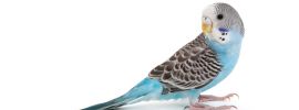 Попугай волнистый голубой
