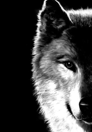 Волк черно белый