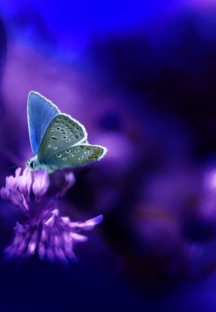 Бабочки фиолетового цвета