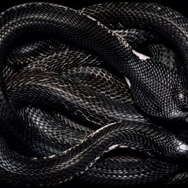 Черный аспид змея