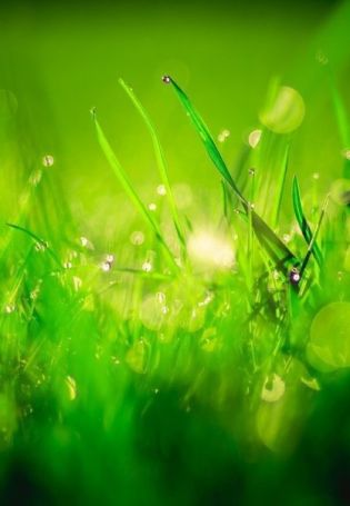 Зеленая трава с росой фон