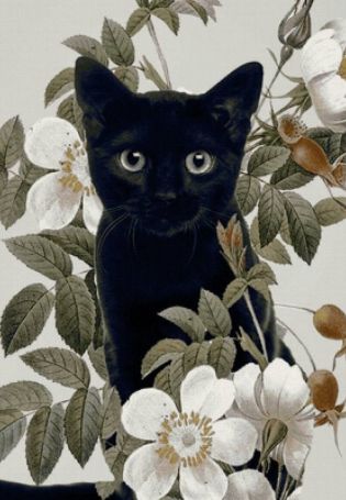 Вышивка черный кот