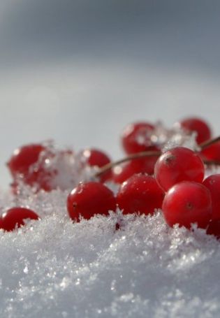 Красные ягоды на снегу