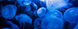 Голубая медуза