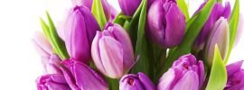 Фиолетовые тюльпаны фон
