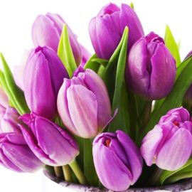 Фиолетовые тюльпаны фон