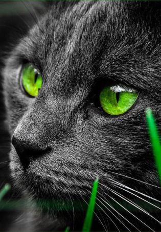 Зеленые глаза в темноте