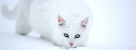 Белый кот на синем фоне