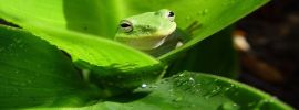 Ярко зеленая лягушка