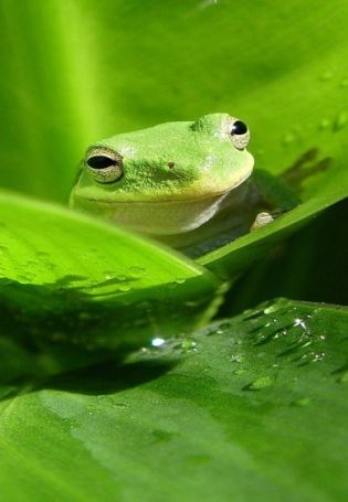 Ярко зеленая лягушка