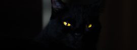 Глаза кошки на черном фоне